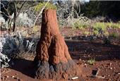 Termite mounds reveal hidden base metal deposits