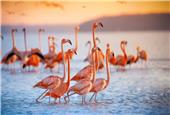 In Chile’s Atacama, lithium mining stirs fight over flamingos
