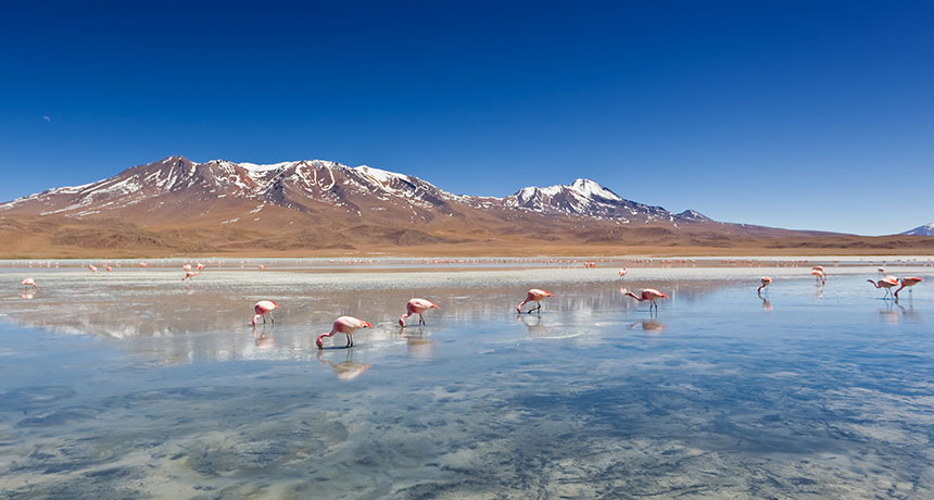 Chile settles dispute with Albemarle over lithium reserves data