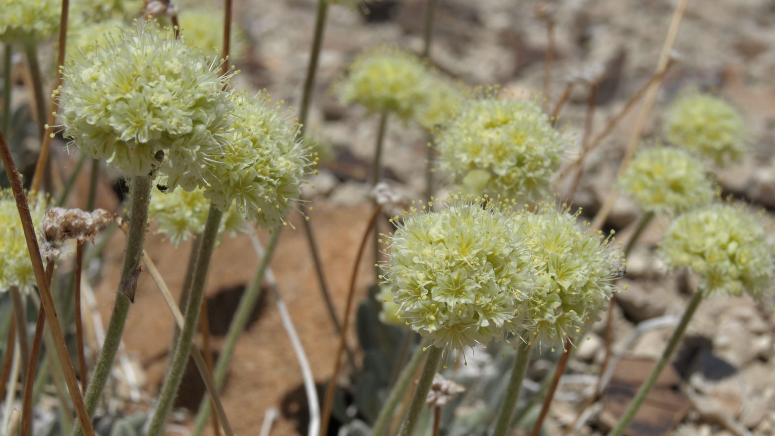 US to list Nevada flower as endangered, dealing blow to ioneer’s lithium project
