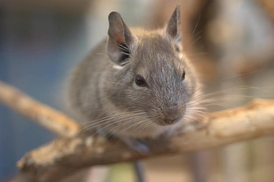 Wellbeing of 25 chinchillas weighs on Gold Fields access to 3.5m gold ounces