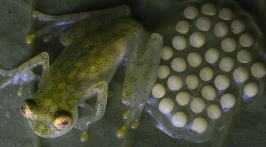 ‘New’ frog species discovered near mining sites in Ecuador