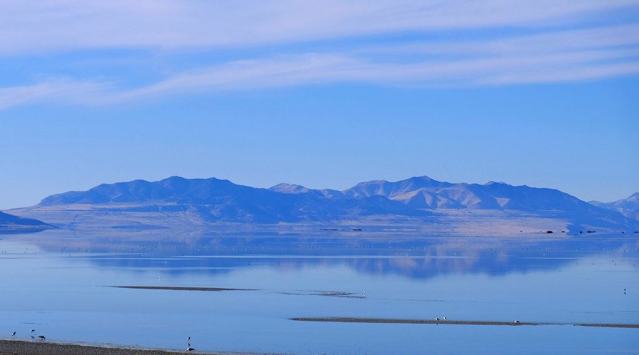 Great Salt Lake plants, insects absorb toxic metals from surrounding mines